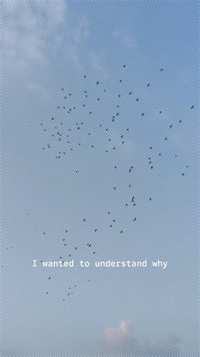Mohammad Mirzaei on Instagram: "“Simulating flocking behavior through algorithmic design. A study of Flocking algorithms visualized through form, motion, and controlled randomness in Grasshopper.” #flock #computationaldesign #python #Rhino3D #grasshopper3d"