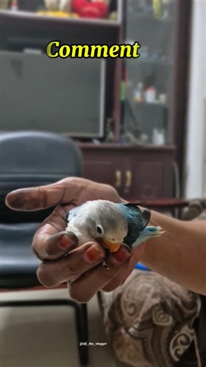 African love Bird ah train panlam ah🔥⁉️Day 1 #shprts #tamingbird #africanlovebird #vlog #pets #reel