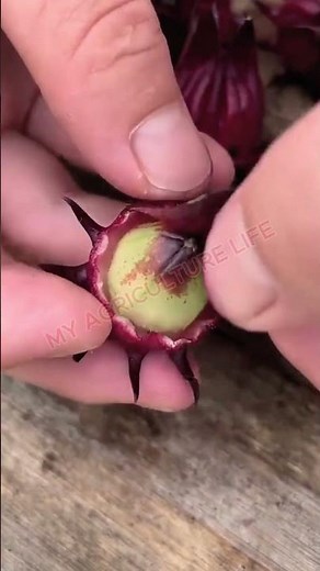 Fresh Hibiscus Seed Harvesting! 🌺 #SeedHarvesting #Agriculture #MyAgricultureLife