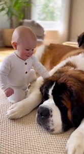 80K views · 2.2K reactions |  A Compilation of Cute: Babies and Giant Dog Best Friends 殺 --- #BabyAndDog #GentleGiants #DogCuddles #AdorablePets #BigDogs | Paws & Peanuts | Facebook