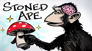 Psilocybin (Magic Mushrooms) could be the key in understanding how our consciousness evolved. | After Skool