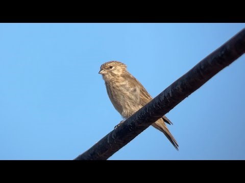 Serin du Yémen, Yemen Serin, Crithagra menachensis, Oman, Novembre 2025