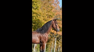 15.1HH 3YO REGISTERED TENNESSEE WALKING HORSE GELDING 🔹𝙇𝙖𝙬𝙮𝙚𝙧: 𝘛𝘳𝘢𝘪𝘭 𝘚𝘮𝘢𝘳𝘵 𝘗𝘦𝘳𝘧𝘰𝘳𝘮𝘦𝘳 𝘛𝘰 𝘴𝘦𝘦 𝘩𝘪𝘴 𝘤𝘶𝘳𝘳𝘦𝘯𝘵 𝘣𝘪𝘥 𝘱𝘳𝘪𝘤𝘦, 𝘩𝘦𝘢𝘭𝘵𝘩 𝘥𝘰𝘤𝘴 𝘰𝘳 𝘵𝘰 𝘴𝘤𝘩𝘦𝘥𝘶𝘭𝘦 𝘢 𝘷𝘪𝘴𝘪𝘵. 𝘊𝘭𝘪𝘤𝘬 𝘰𝘶𝘳 𝘴𝘪𝘵𝘦… https://classichorseauction.com/auctions/lawyer-tennessee-walking-horse/ ⏰ 𝗕𝘂𝘆 𝗡𝗼𝘄 𝗔𝘃𝗮𝗶𝗹𝗮𝗯𝗹𝗲 / 𝗔𝘂𝗰𝘁𝗶𝗼𝗻 𝗘𝗻𝗱𝘀 12/4 📞 Eric Caudill 606-669-7021 📞 Jordan Caudill 606-669-4009 🌐 𝗛𝘂𝘀𝘁𝗼𝗻𝘃𝗶𝗹𝗹𝗲, 𝗞𝗬 | Classic Hor