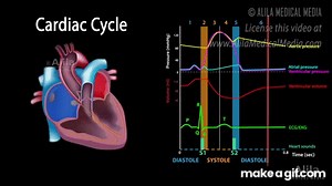 The Cardiac Cycle, Animation on Make a GIF