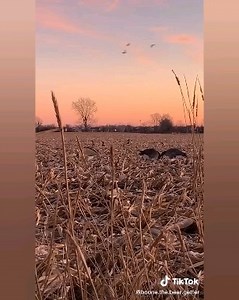 4.1K views · 53 reactions | Sometimes, you gotta go for it 藍 Do you have this much patience?  libertysafe.com | Liberty Safe | Facebook