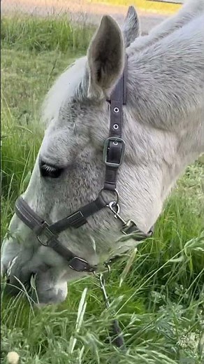 RELAXING Horse eating grass