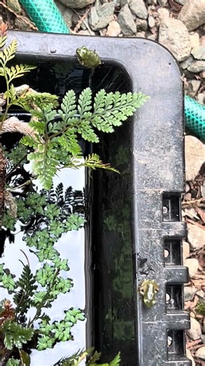 ちょっと番外編？ 大量にいたモリアオガエルの「おたまじゃくし」が 順次に大人になり去って行ったようです。 まだ旅立ってない子も居たので記念に撮っておきました^_^