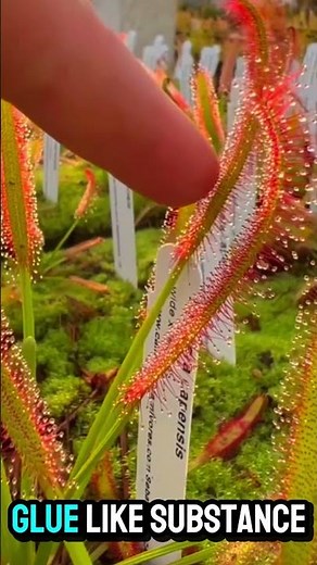 "The Plant That Eats Insects ALIVE! 😨 | Cape Sundew's Shocking Secret".#CarnivorousPlant #CapeSundew
