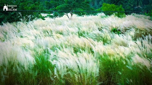 🌸❤️ | Message of Islam