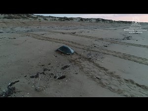 “I still call Australia home” – understanding the movements of flatback turtles in WA