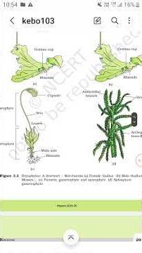 Plant Kingdom Examples Neet
