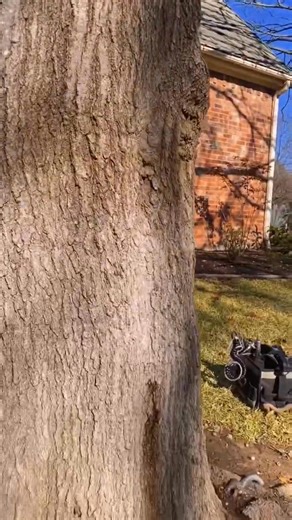 1.1K views | Oak Beetle Prevention. Inject Your Trees!! #treeservice #holidaycheer #treework #treecare #arborist #landscaping #barevent #discounts #smallbusiness #Holidays | Tree Cutting | Facebook