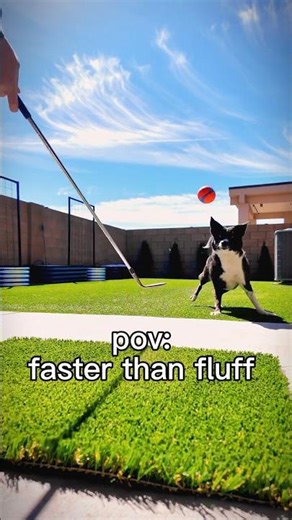 Faster Than Fluff 🐕⛳️#golfshorts #chuckit #golf