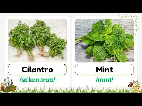 Herbs Names in English with Pictures 🌿 | Essential Kitchen Vocabulary | Slow English
