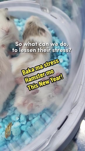 Mga Tip para sa Ligtas na Hamster Tuwing Bagong Taon