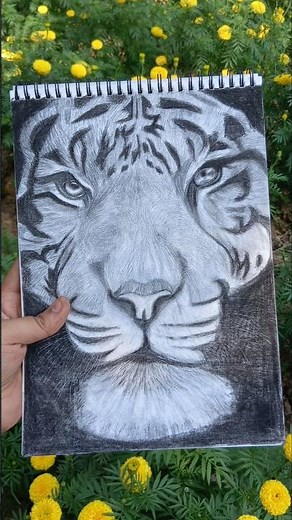 How to draw tiger's face || Tiger sketch || #shorts #drawing