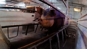 PETA Exposes Horrific Cruelty to Pigs at Nippon Ham in Japan
