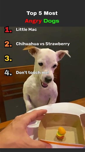 Top 5 Angry Dogs