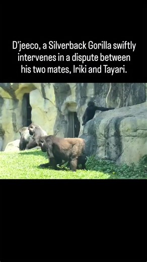 D’jeeco is the silverback and leader of the gorilla family at Taipei Zoo. Born in the Netherlands, he carries the responsibility of protecting the group and maintaining social order between his mates and their young. During a sudden conflict between his two females, Tayari became the aggressor and charged toward Iriki. The situation escalated quickly, but D’jeeco reacted within seconds. He moved straight between them and used his strength and presence to separate the females without injuring eit