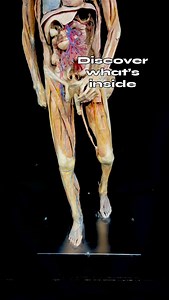 3.4K reactions · 201 shares | Discover what’s happening beneath the skin at Bodies Human, the most unique attraction in the smokies! #humananatomy #bodyworlds #stemeducation #smokymountains #stem #scienceiscool #gatlinburg #physiology #bodieshumanexhibit | Bodies Human | Facebook
