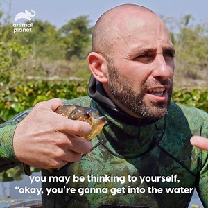 If you were to take a bite from those teeth, it would open you up pretty good... Watch #BraveTheWild Sundays at 9pm! | Animal Planet