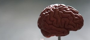 Brain-based Learning in Speech Therapy