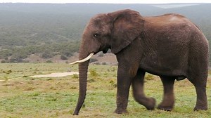 Elephant Crossing Road Stock Footage Video (100% Royalty-free) 4309340 | Shutterstock