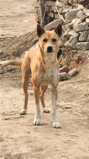 Real Aggressive Dog Barking #AggressiveDog #DogBarking #RealDogSounds#TheDogBehaviorStudio