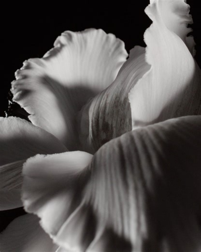 Esprit de Parfum Bois d’argent, a new contrasting radiance. Francis Kurkdjian unveils his olfactory vision for Bois d’Argent that completes the Esprits de Parfum collection. Iris pallida’s noble elegance meets honeyed sensuality and enveloping frankincense. A new exalted, intensified trail. #DiorBeauty #DiorParfums #DiorLaCollectionPrivee | Dior