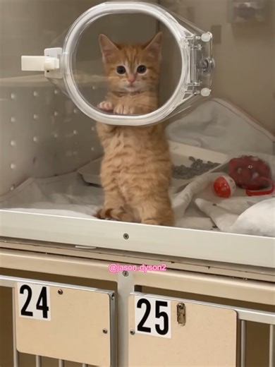 Tiny Paws Moments: Adorable Kitten Antics