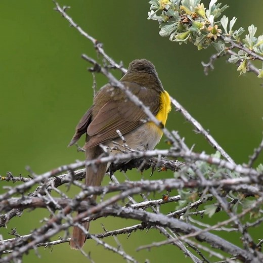 Yellow-breasted chat singing (Icteria virens) Canada, Mexico, Central America. | BIRDS & Nature