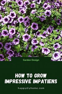 How to Grow Impatiens / Busy Lizzies