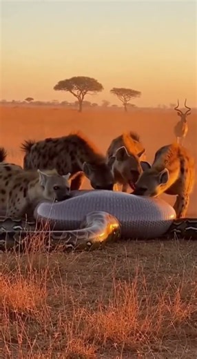 What will the hyena find inside the python’s hidden cave #wildlife #nature #adventure