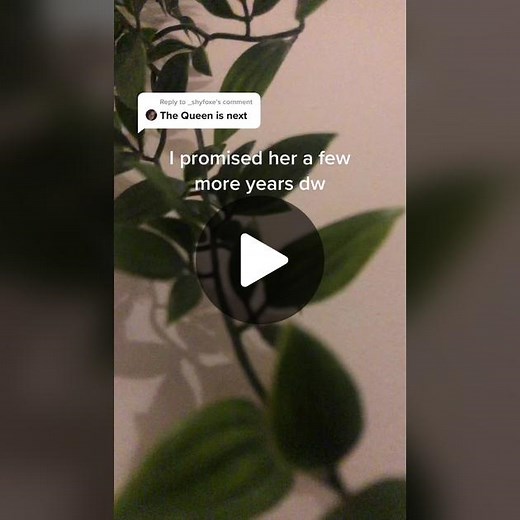 Immortal Snail Roll Cake Recipe: Halloween Queen Inspiration