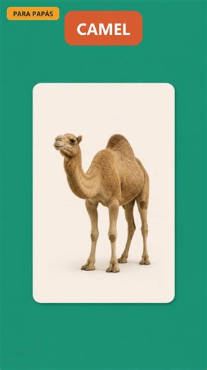 Animales en inglés: CAMELLO = CAMEL 🐫 | Suscríbete para #aprenderingles #bebe #maternidad #ingles