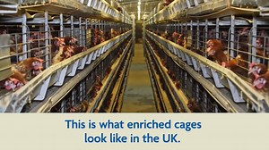 Shockingly, around 35% of the UK's laying hens are kept in 'enriched' cages, which were brought in after the ban on barren battery cages. If you're eating pancakes containing eggs this #PancakeDay, please choose higher welfare! 🥚🥞 Help #EndTheCageAge: https://bit.ly/3syp8SQ 🐔🔐❌ | RSPCA (England & Wales)
