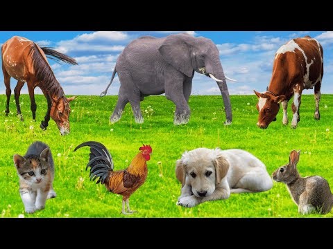 Sounds of wildlife animals, familiar animals: Cow, Rabbit, Elephant, Horse, Puppy - REAL FARM ZOO