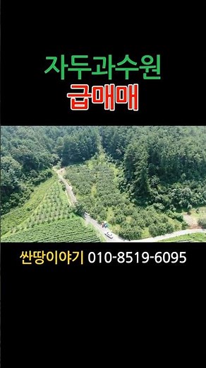 (봉화-2652) 봉화 산촌오지 추희 자두과수원 급매매 #봉화싼땅매매 #체류형쉼터 #봉화과수원