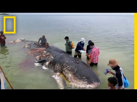 Dead Whale Found With 13 Pounds of Plastic in Stomach | National Geographic