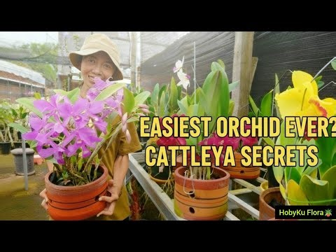 The Easiest Orchid to Grow? 🌸 Cattleya Care Secrets Revealed!