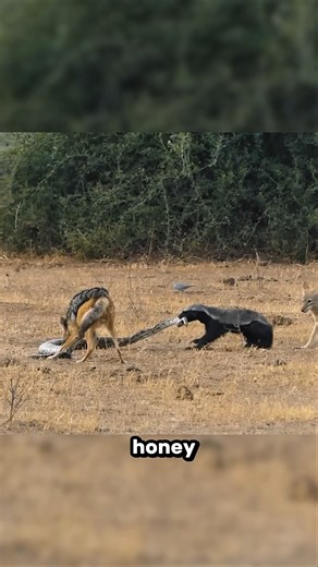 Honey Badger Don't Care 😱 | Part 2 |
