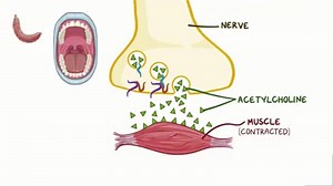 What are some signs and symptoms of botulism? Clostridium botulinum is an obligate anaerobe that makes spores and secretes a botulinum toxin, which causes botulism. Learn more in our new video: osms.it/7d750 #osmosis #learnmedicine #FOAMEd | Osmosis from Elsevier