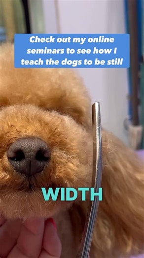 Caroline Donoghue : Dog groomer/ pet industry influencer on Instagram: "🧸 CUTE TEDDY NOSE TIP! 🧸 I absolutely LOVE a teddy bear finish on a poodle mix coat. The curlier the coat, the better. More volume, more fluff, more beautifully round muzzle magic. Here’s a teddy nose tip 👇 Lift that muzzle up and out with your comb, then scissor in a round shape. The width of the muzzle should line up with the outside corner of the eye 👀 Imagine cutting a circle out of paper and move your scissors in th