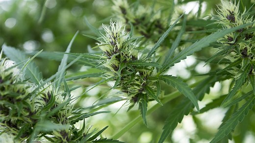 What are the Early Signs Of Male Plant