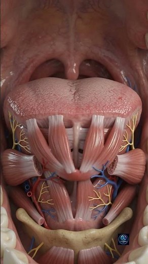 How Your Tongue Moves Without Any Bones | 3D Animation