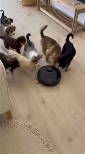Can 1 Robot Outsmart 10 Puppies?