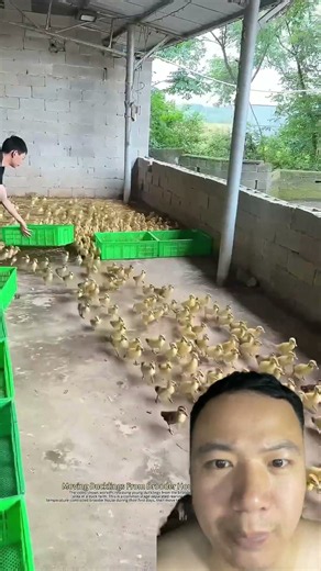 From Ducklings to Mature Ducks: Why Farm Housing Must Change at Every Stage! 🦆🏡