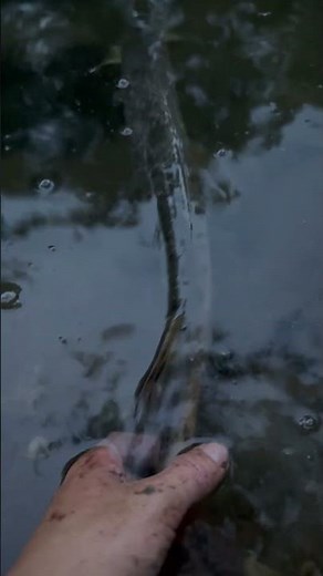 Longnose gar release