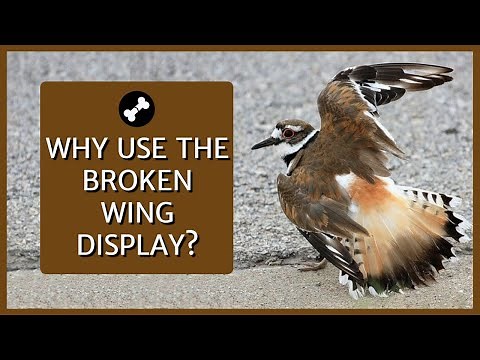 Why Killdeer Make a Broken Wing Display | Full Footage of Display and Explanation | Killdeer Call