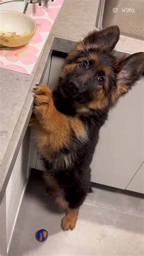 Here’s why you need a German Shepherd in your life 🖤🐶 | The Animal World